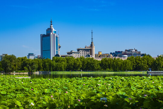 北京莲花池夏日风光