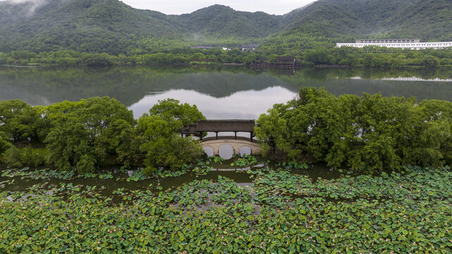 夏天杭州湘湖荷花盛开