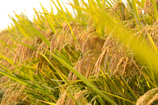 金黄的水稻田