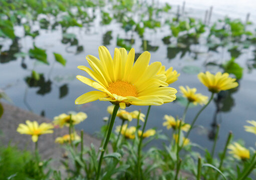 美小黄花背景