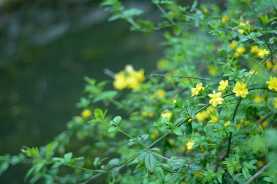 盛开的迎春花