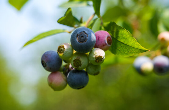 树上的蓝莓