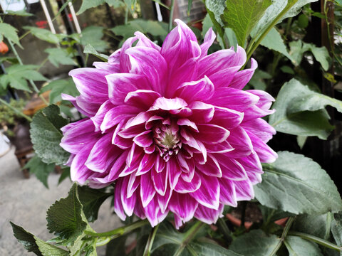 大丽花