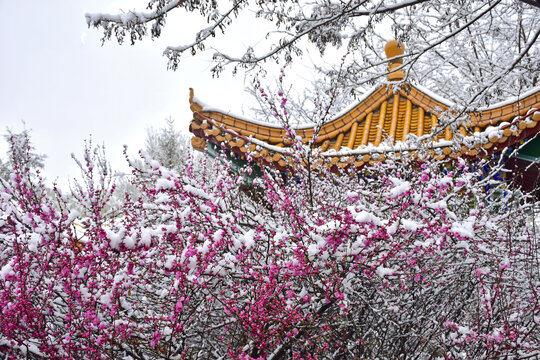 梅花雪