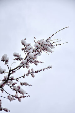 杏花雪