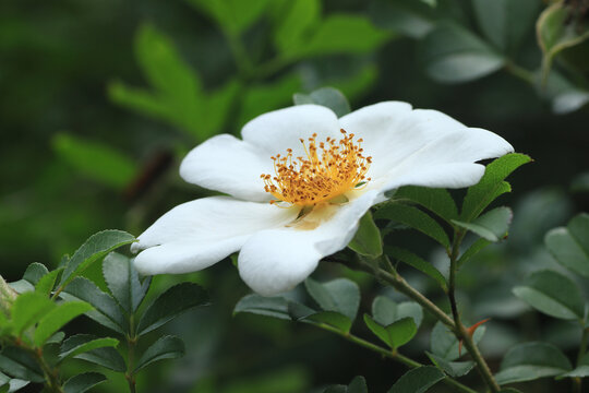 白蔷薇