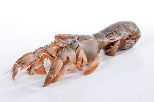 泸沽虾蝼蛄虾