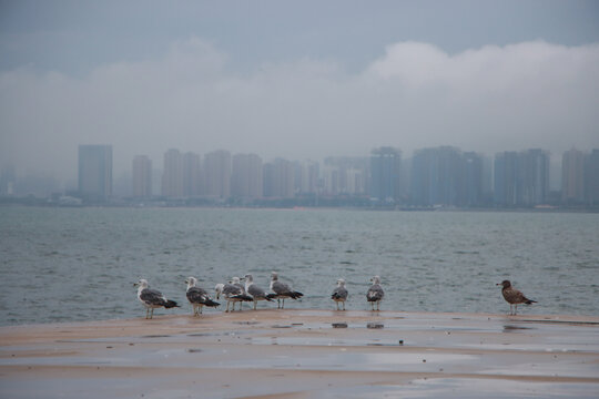 海边一群海鸟是海鸥