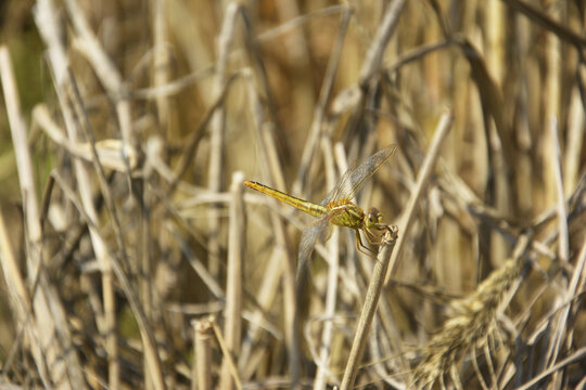 麦秆上的蜻蜓