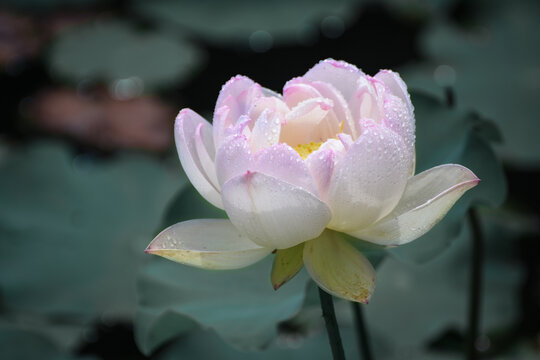 淡粉出水芙蓉荷花莲花