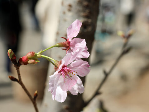 玉渊潭樱花