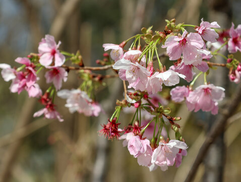 玉渊潭樱花