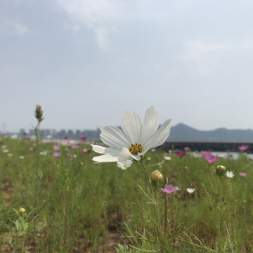 波斯菊