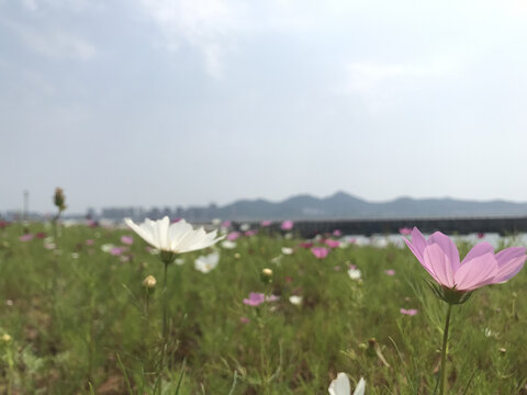 波斯菊