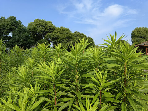 加拿大一枝黄花