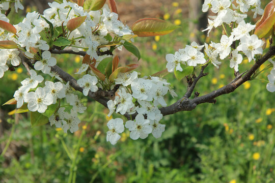 梨花树