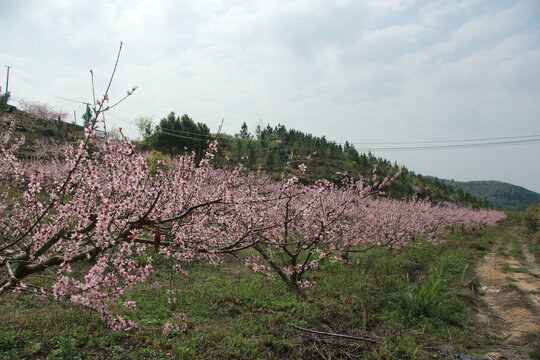 桃花树