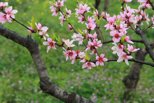 桃花开