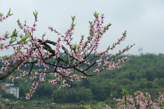 桃花树