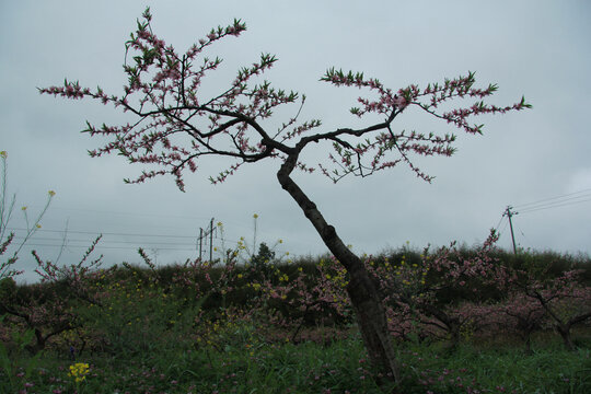 桃花树