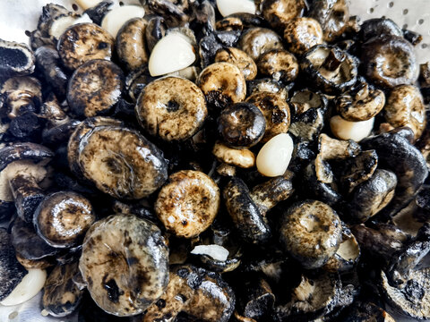 黑炭菌