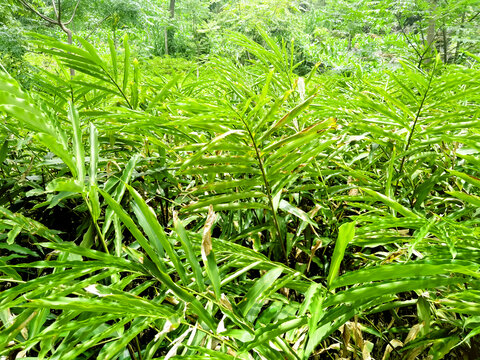 砂仁种植基地