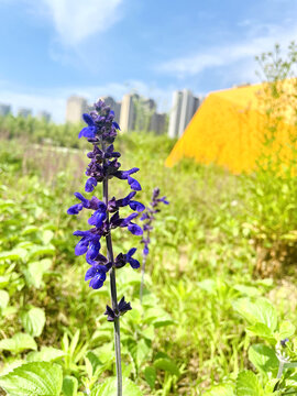 蓝花鼠尾草