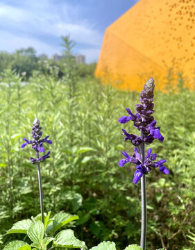 蓝花鼠尾草