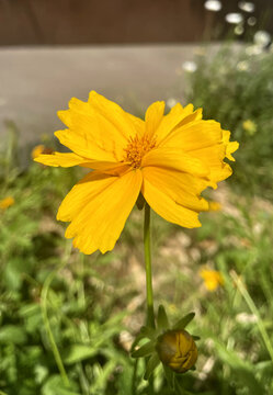 黄色野菊花