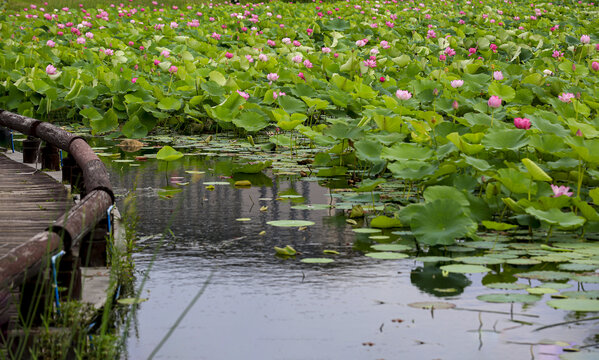 夏日荷塘