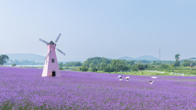 马鞭草花海