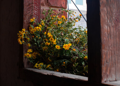破木窗旁的菊花