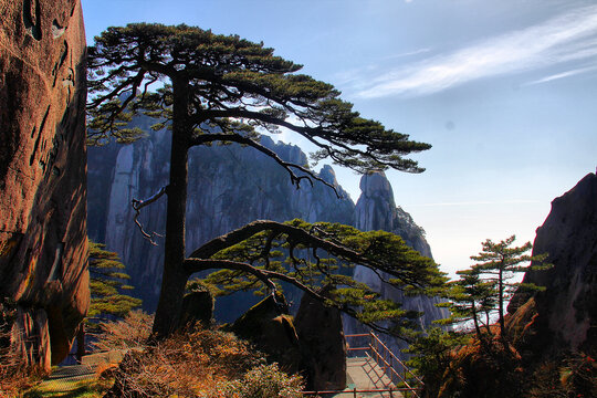 黄山迎客松