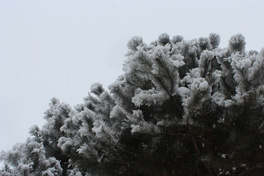 大雪压松头