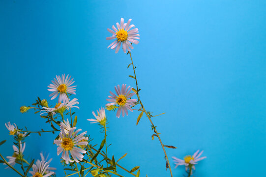 野菊花