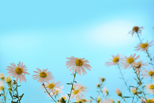 野菊花