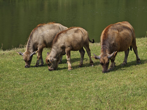 水牛在河边吃草