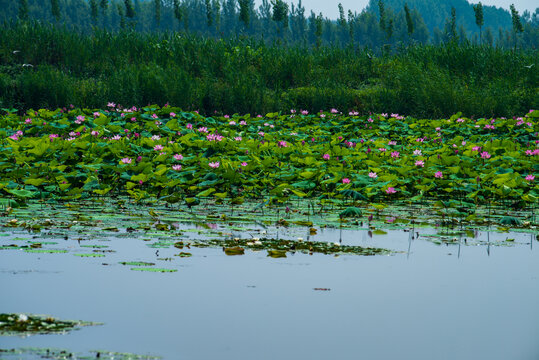 济宁微山湖湿地