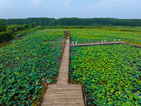 枣庄滕州微山湖红荷湿地