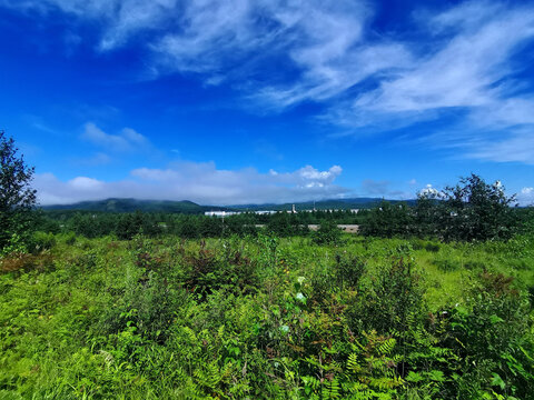 夏季森林