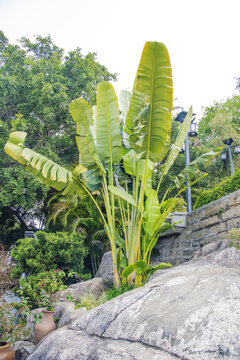 鼓浪屿日光岩热带植物旅人蕉