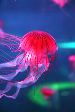 黑星海刺水母