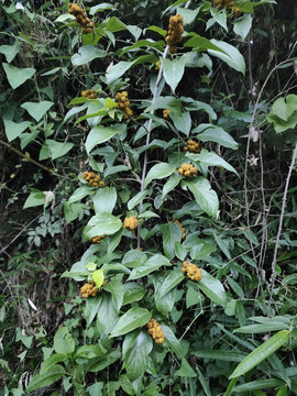 野桐