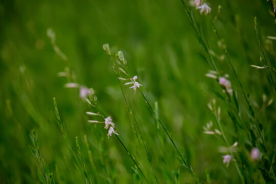 白色山桃草花海