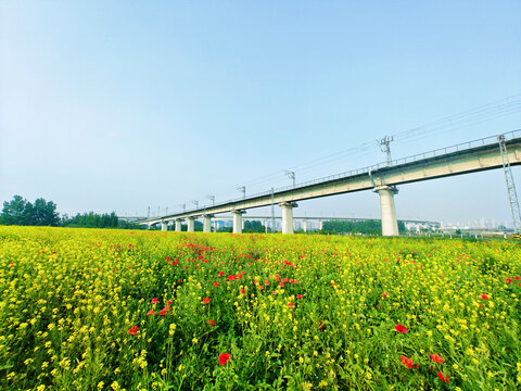 高铁与油菜花