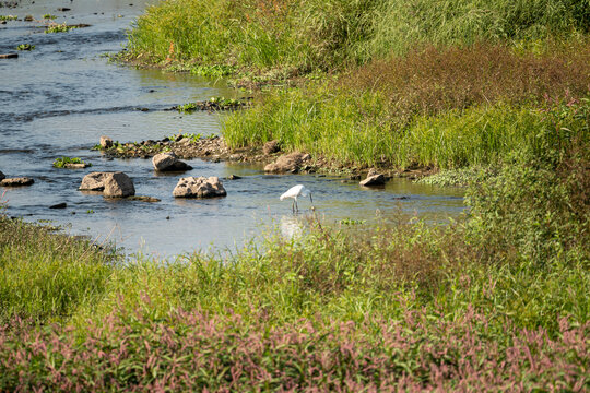 湿地里散步的白鹭
