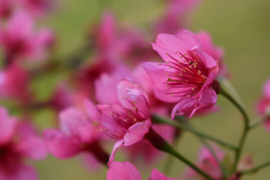 樱花