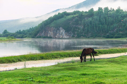 河边清晨骏马吃草