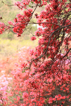 杜鹃花