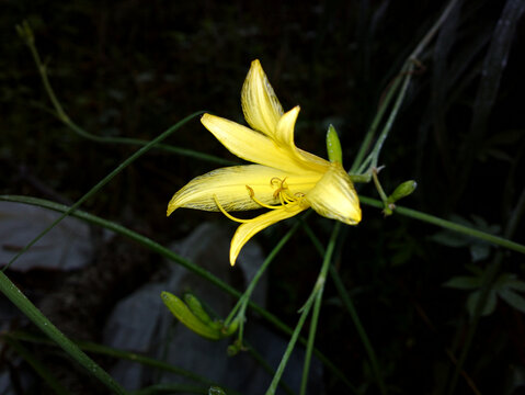 黄花菜